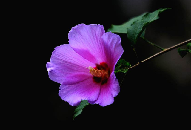 木槿花的花语是什么，花语比较虐心的花（它的花语有什么含义）