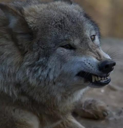 所有狼品种有哪些，狼有多少个品种（最凶猛非\