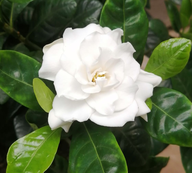 栀子花花期，栀子花花期几月份（买回家就是交“智商税”）