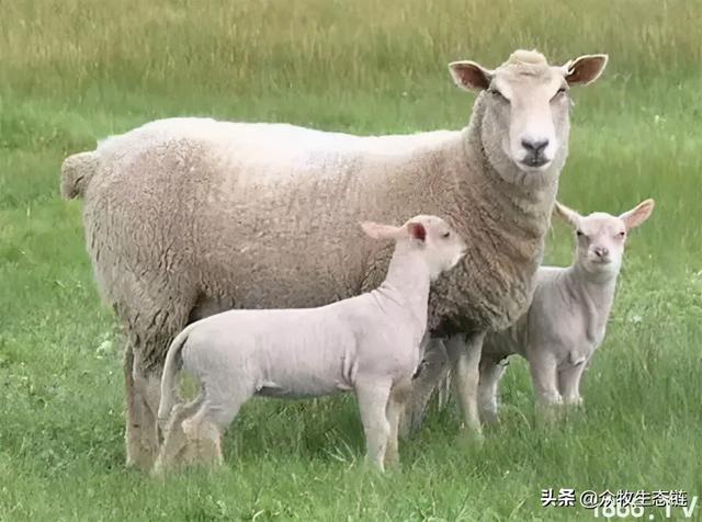 大同特产，世界上最好的羊，看看都在哪（大同特产有什么可以送礼的）