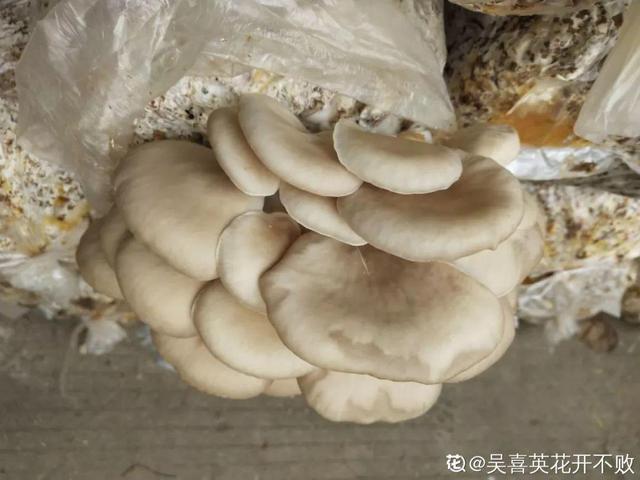 平菇种植最简单方法，平菇种植最简单的方法（喷喷水就能长）