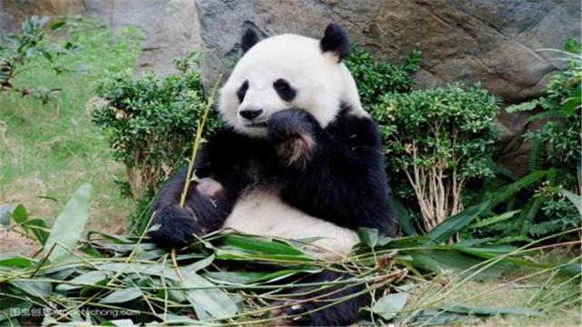 大熊猫的生活习性有哪些，国宝大熊猫的生活习性你知道吗