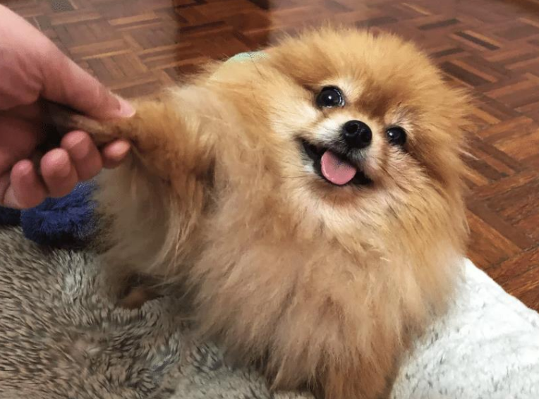 博美狗狗图片(博美犬真实图片)