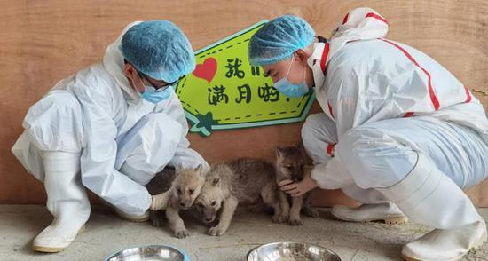 北极狼的毛一年四季都是白色的吗，北极狼的毛颜色（哈尔滨极地馆首例繁育成功的北极狼三胞胎满月啦）