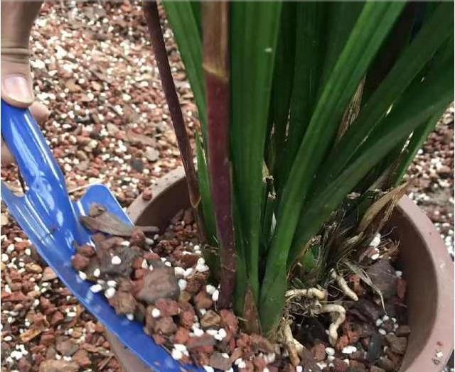 怎样养兰花 兰花的养殖方法，怎样养兰花（4个“基本”不能少）