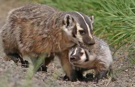 哺乳动物有哪些，世界上哺乳类动物有哪些（哺乳类动物和图片）