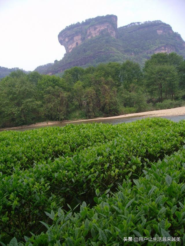 武夷山金骏眉，武夷山金骏眉属于什么茶（今天我们来了解武夷山茶中珍品金骏眉）