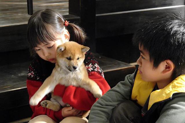 金毛寻回犬电影，不友善的六种小型犬（其他十部关于狗狗的电影）