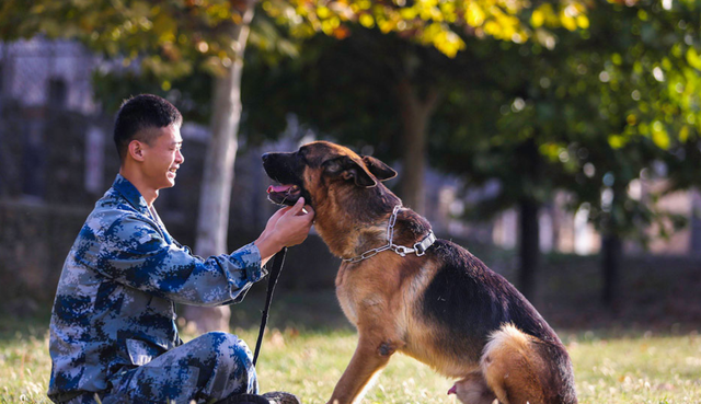 什么是纯种藏獒，原生藏獒vs纯种藏獒（现役军犬能打得过纯种藏獒吗）