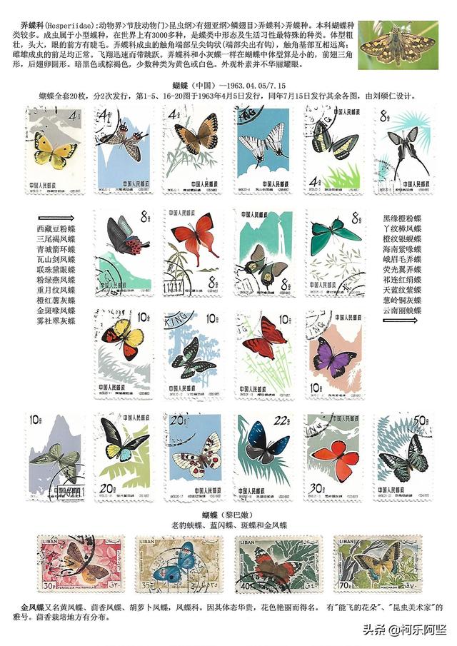 蝴蝶和蛾子的区别，蝴蝶和飞蛾有什么区别（鳞翅目昆虫-蝴蝶与蛾）