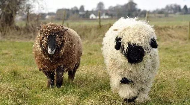 超可爱小羊羊，小羊太可爱了（却偏偏以为自己是条狗图片）