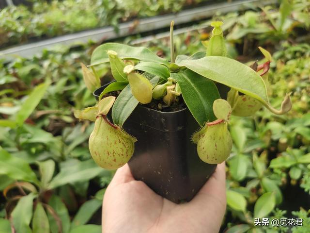 猪笼草（猪笼草图片，不同的生长状态（猪笼草的草的图片）