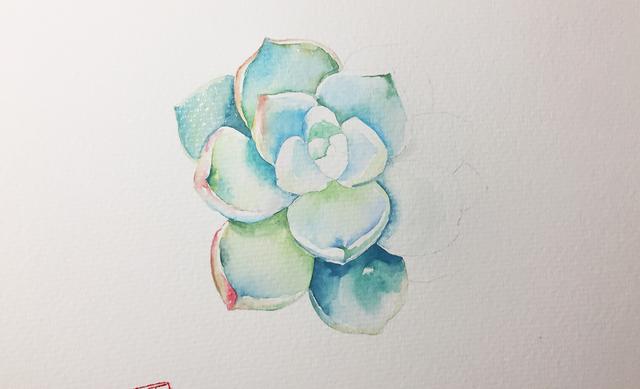 如何画简单的多肉植物，多肉怎样画简单（水彩教你怎么画可爱的多肉）