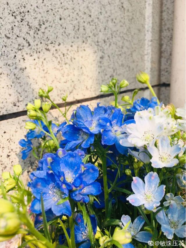 生僻唯美的花名，生僻唯美的花名四字（6种小众花）