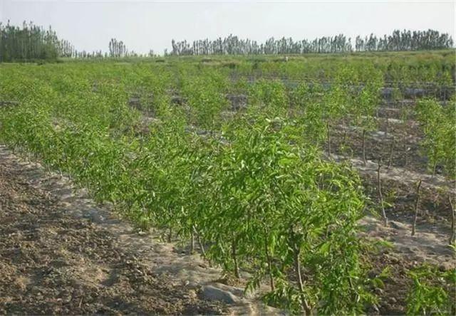 主要的嫁接方法，嫁接的组成是什么（枣树嫁接技术一目了然）