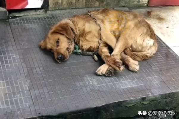 宁波金毛犬多少钱一只 宁波金毛犬舍