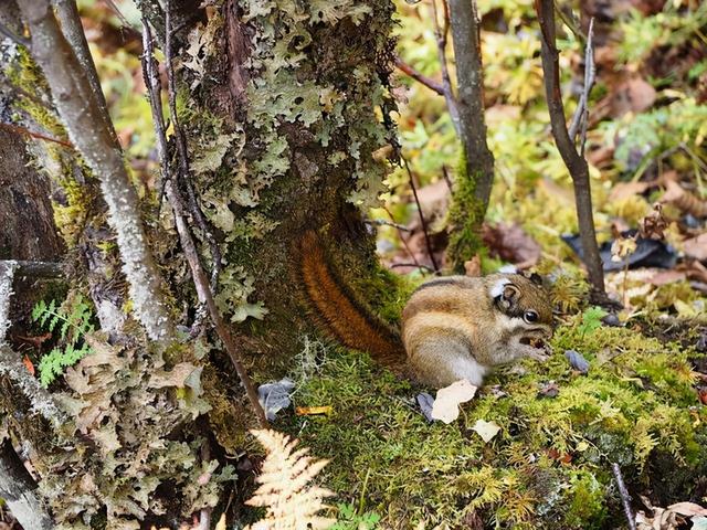 达那是哪里的城市，达拉是哪个国家的城市（距香格里拉约22公里）
