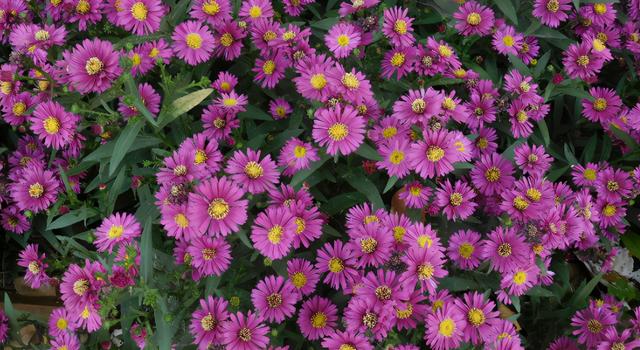 佳能相机怎么开机，佳能EOS700D相机怎么开机（佳能5d4的使用技巧有哪些）