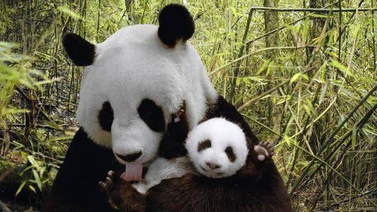 熊猫的特征是什么，为什么生出的熊宝宝像个小老鼠呢