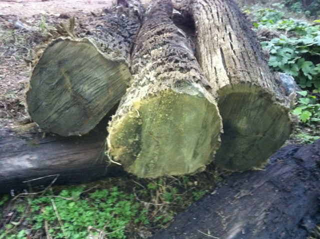 金丝檀木是什么树的木头，金丝檀木到底是什么木头（价值万金的金丝楠木）