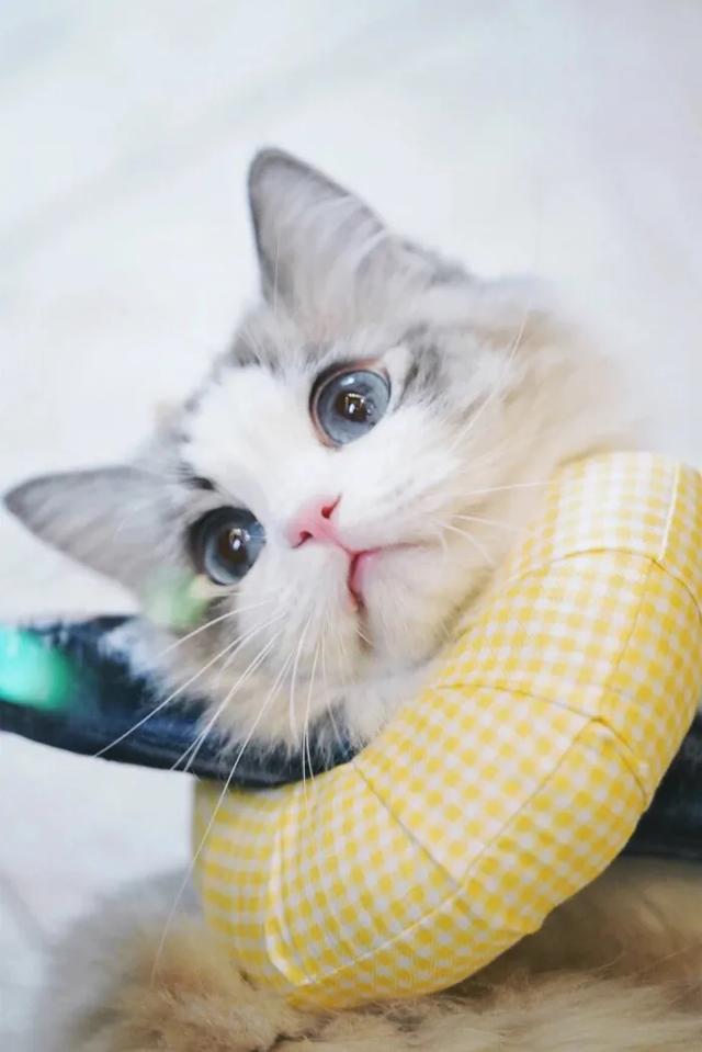 猫猫图片，我喜欢的样子你都有（宠物猫品种大全及图片）