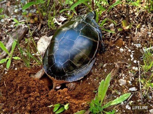 东锦龟怎样饲养，东锦龟的养殖（龟界传说级别的抗冻神仙）