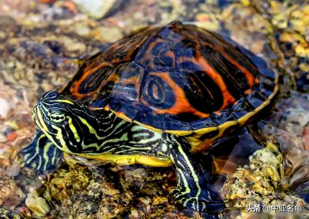 乌龟一般吃什么，家养的小乌龟一般吃什么（最全面的新手养龟攻略）