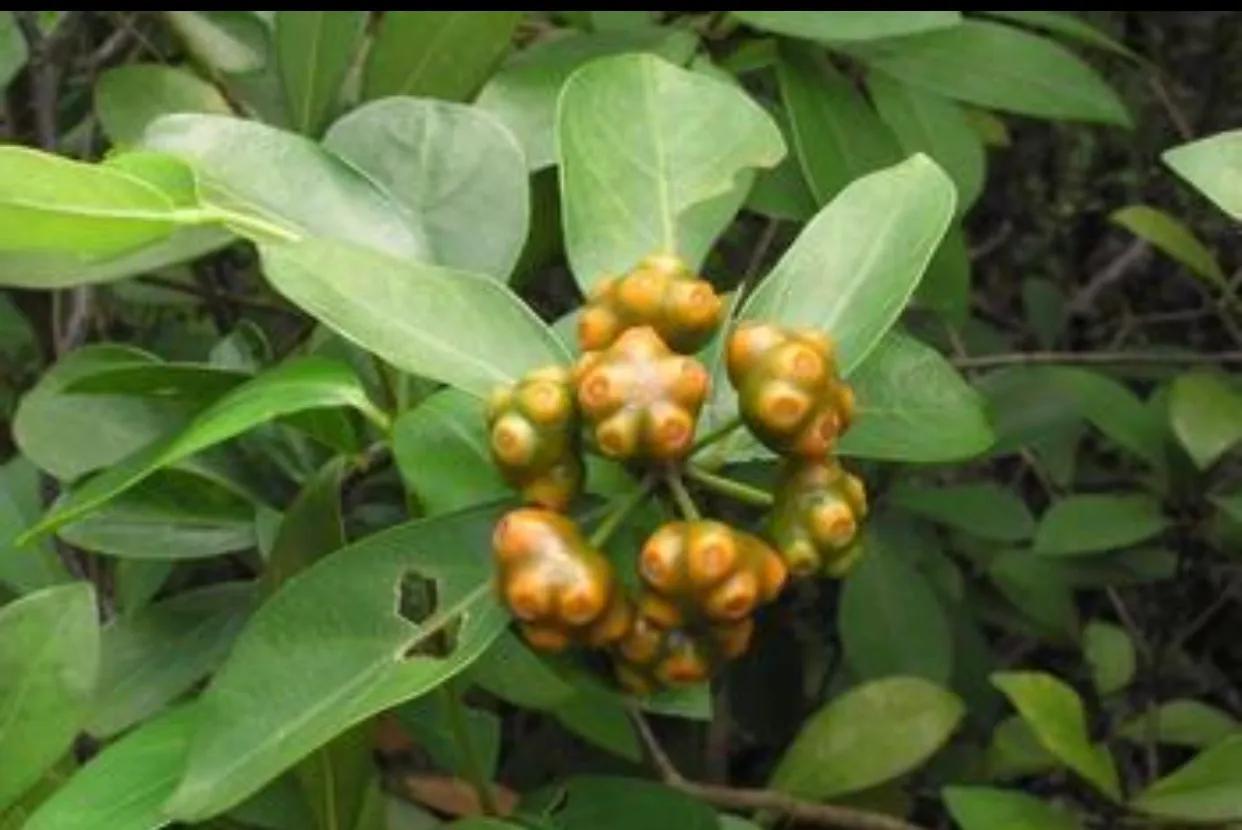 巴亁天的功效与作用(现代药理学及古中医对巴戟天的认识) - 行就行