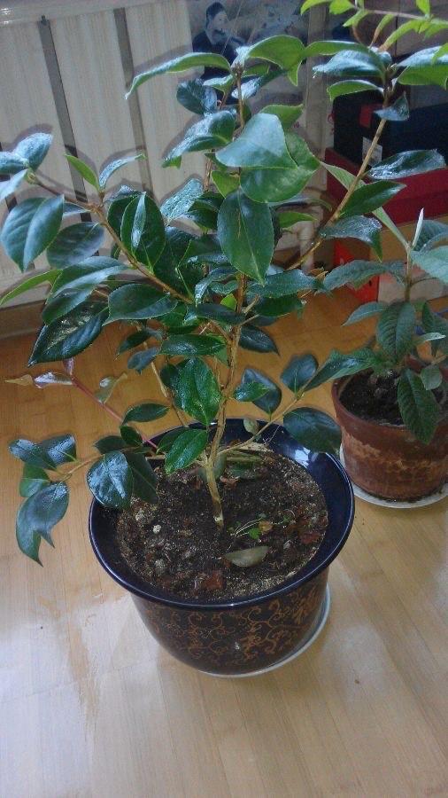 四季红山茶养殖方法，四季红山茶的养殖方法（叶油绿、开一树漂亮的花）