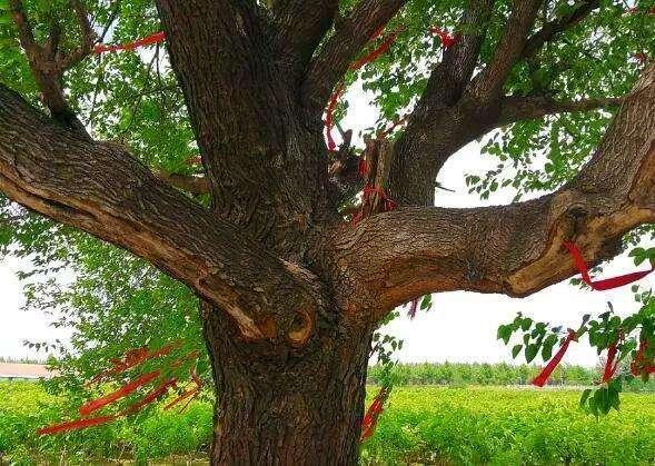 九省通衢是什么读音，九省通衢是什么读音家用电（“九省通衢”专指某个城市吗）