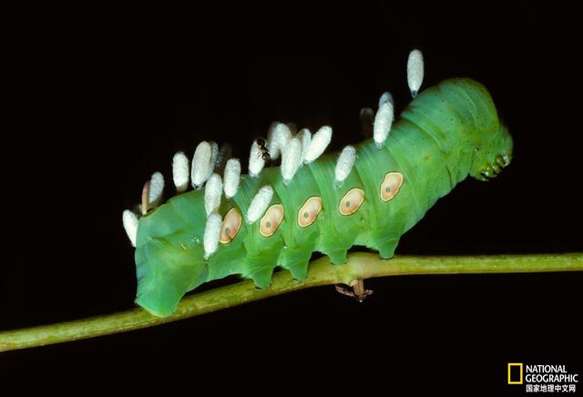 什么是寄生虫，寄生虫怎么治疗（寄生虫一定有害吗）