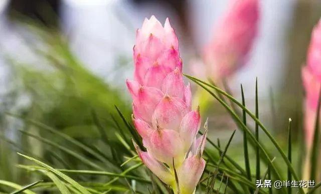 日常我们见到的很多花草,想让长期开花,只能在养护上下功夫,让多分化