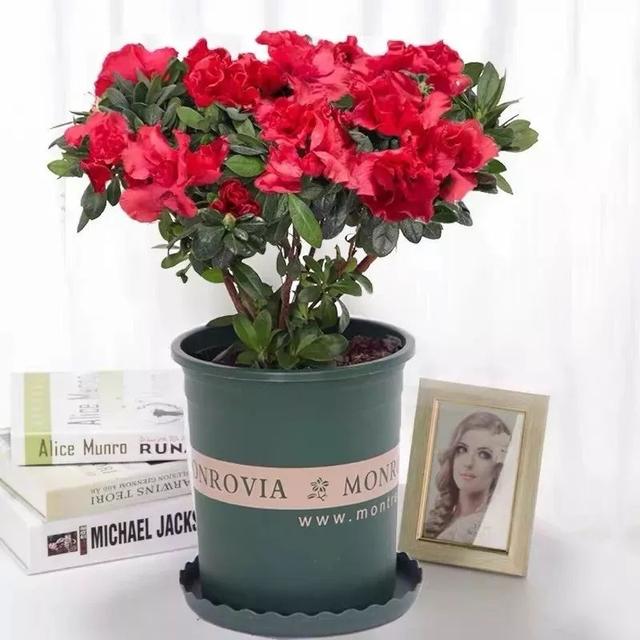 春夏秋冬四季什么花好看，这十种花几乎一年四季都开花