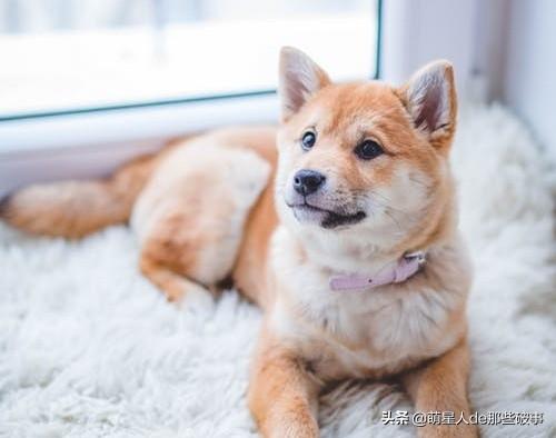 适合女生养的狗狗，盘点适合女生养的狗（适合女孩子养得6种狗狗）