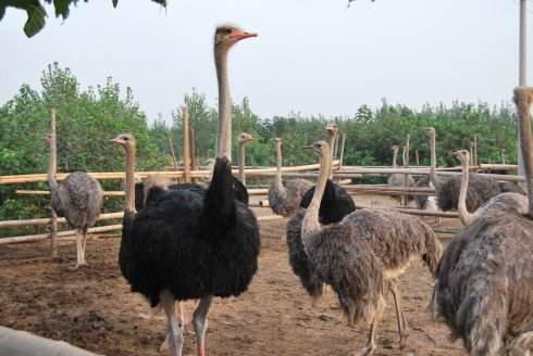 养什么动物不吵不脏不臭，新手养什么动物不吵不脏不臭（很真实、客观、很有用）