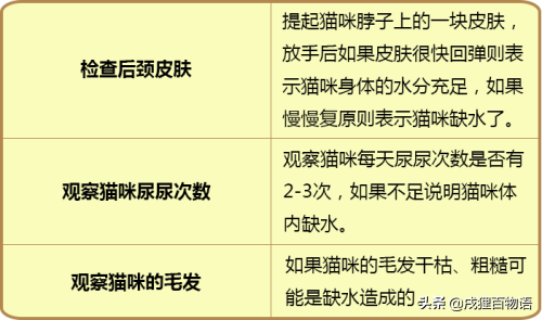 猫喝什么水比较好，猫咪可以喝什么水吗（一天到底需要喝多少水）