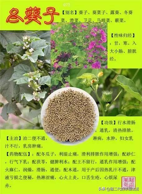 常见中草药图谱，中草药经典图谱（让你知道常用药都长啥样）