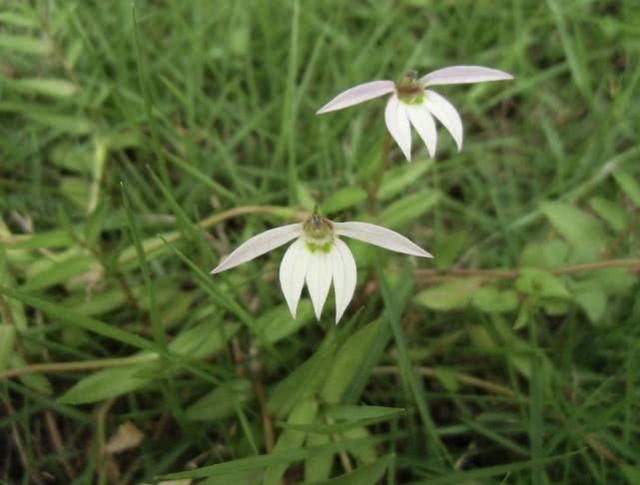 山梗菜碱的功效与作用，山梗菜碱拼音（这“莲花”竟开半边）