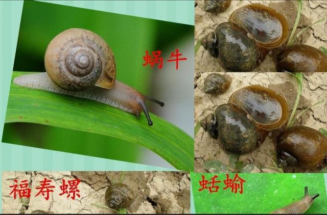 蜗牛用什么药杀效果好，彻底灭杀蜗牛的4种非农药方法（种植户必备杀蜗牛的好农药——四聚乙醛）