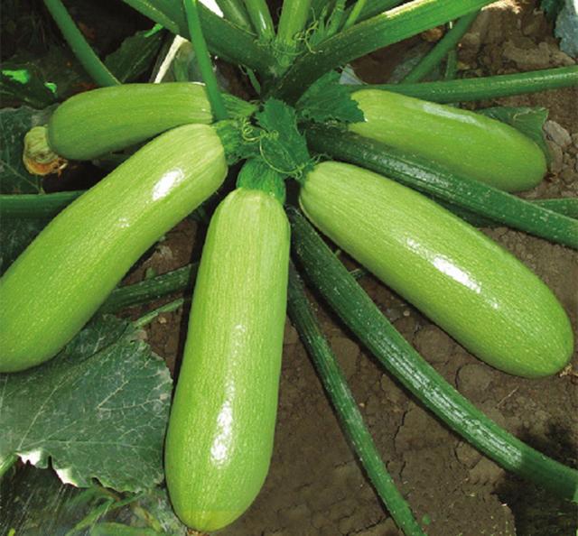 种植什么蔬菜一年四季不愁卖，三种蔬菜一到春天抓紧种植