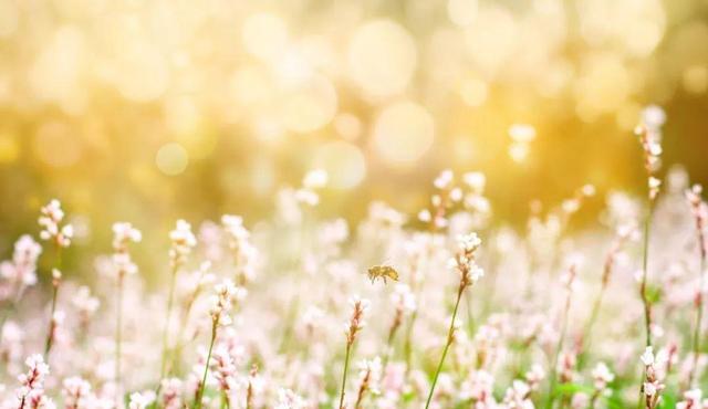 走马观花的走什么意思，走马观花走的意思是什么（48个容易用错的成语）