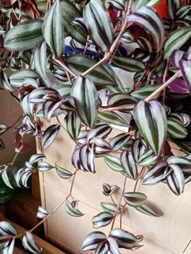 鸟尾花的繁育管理，鸟尾花 花期（30种耐阴花）