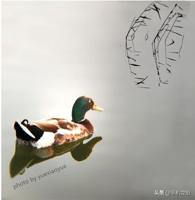 轻烟老树寒鸦什么意思，轻烟老树寒鸦前面一句是什么（不妨跟着“古诗”拍拍看）