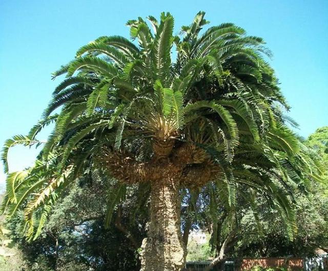 濒临灭绝危机的珍稀植物伍德苏铁，石山苏铁是几级保护植物（伍德苏铁：寻妻百年的铁树鳏夫）