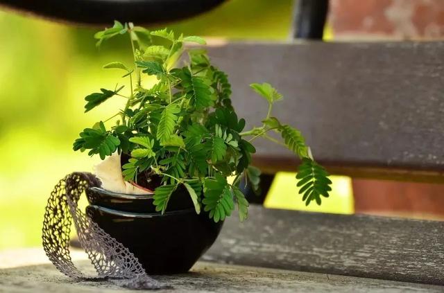 含羞草為什麼會動,含羞草是什麼樣子(適合養成寵物的幾種盆栽植物)