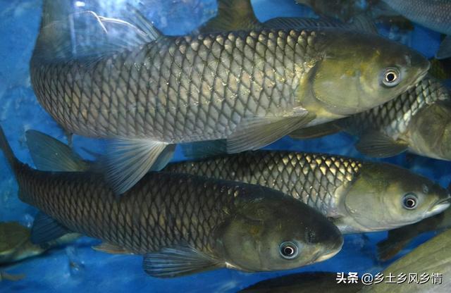 脆皖魚是什麼魚,脆皖魚是什麼魚雜交(草魚喂蠶豆,四個月變脆肉鯇)