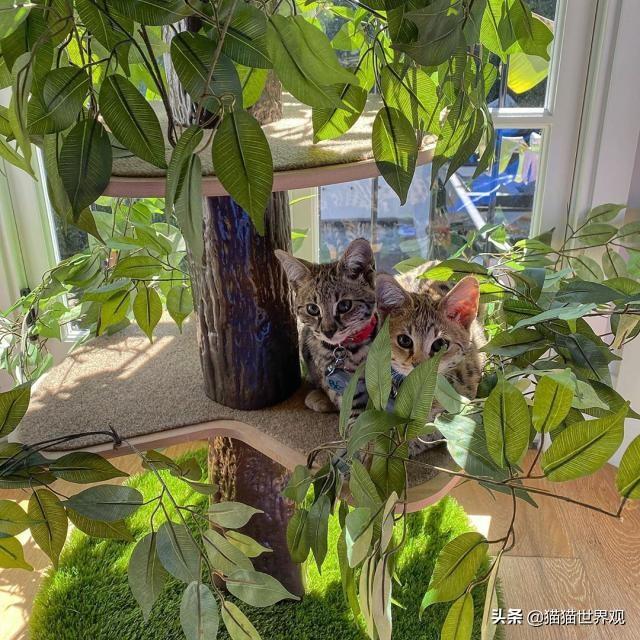 萨凡纳猫，贾斯汀·比伯宁愿被骂都要养（萨凡纳猫的价格）