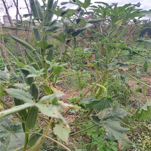 红秋葵的种植方法，红秋葵的种植方法视频（秋葵育苗生长种植管理技术）