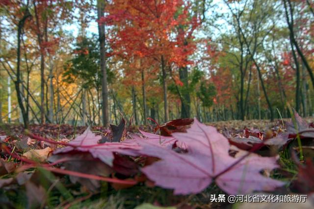火红的枫叶像什么，枫叶写下秋天的诗歌