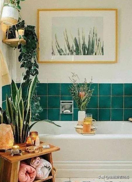 霸王芋，卫生间潮湿、发霉、不通风（霸王芋的养殖方法和注意事项）